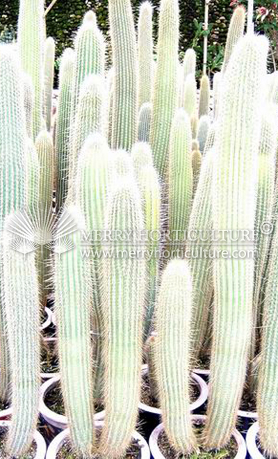 Cactus spp 6